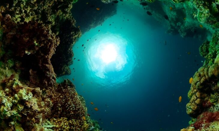 VR and Smart Tech Highlight the Fight Against Marine Pests